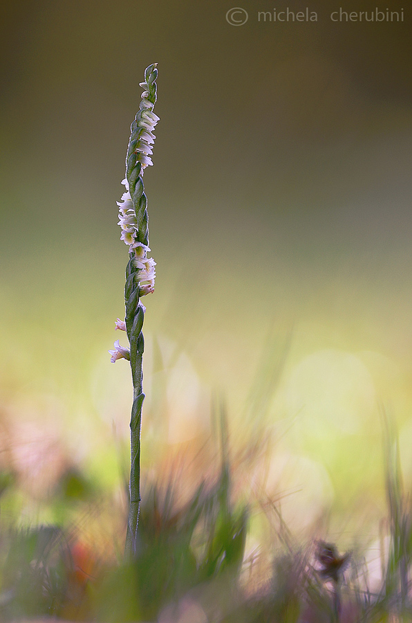 Spiranthes spiralis